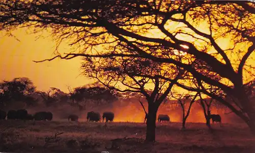 1296 - Rhodesien - Rhodesia , Elephants , Tiere - gelaufen 1977