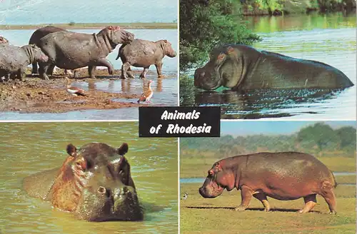 1300 - Rhodesien - Rhodesia , Hippopotami , Hippo , Tiere - gelaufen 1977