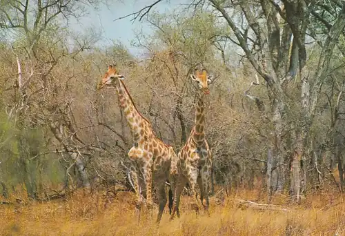 1301 - Rhodesien - Rhodesia , Wankie National Park , Giraffe , Tiere - gelaufen 1977