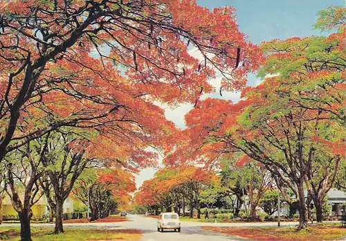 1306 - Rhodesien - Rhodesia , Salisbury , Flamboyant Trees , Blakiston Street , Baum - gelaufen 1977