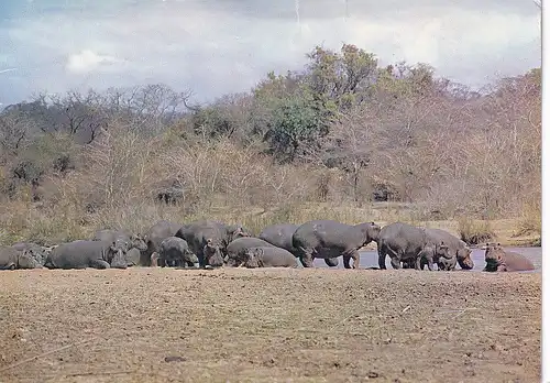 1312 - Rhodesien - Rhodesia , Hippopotami , Lundi River , Hippo , Tiere - gelaufen 1976