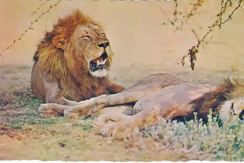 1313 - Rhodesien - Rhodesia , Lions , Tiere - gelaufen 1977