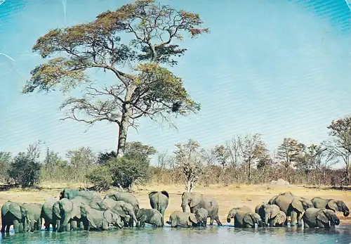 1314 - Rhodesien - Rhodesia , Wankie National Park , African Elephants , Tiere - gelaufen 1977