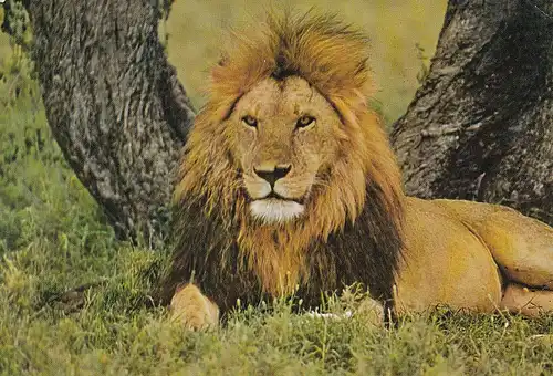 1324 - Rhodesien - Rhodesia , Lion , King of the Jungle , Tiere - gelaufen 1977