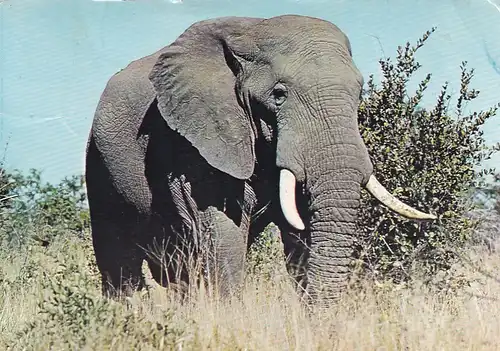 1330 - Rhodesien - Rhodesia , African Elephant , Tiere - gelaufen 1978