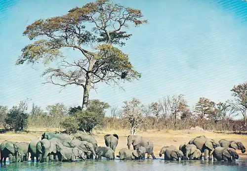 1334 - Rhodesien - Rhodesia , Wankie National Park , African Elephants , Tiere - gelaufen 1977