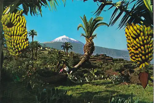 1371 - Spanien - Spain , Teneriffa , Teide , Panorama , Palmen - gelaufen 1991