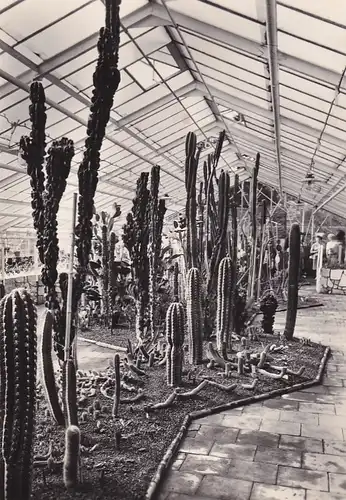 1376 - Tschechoslowakei - Czechoslovakia , Czech , Olomouc , Olmütz , Celostatni vystava okrasneho zahradnictvi , Gartenbauausstellung , Kaktus  - gelaufen 1970