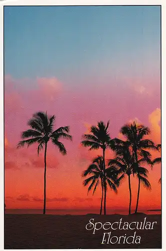 1421 - USA - Florida , Sonnenuntergang , Palmen - gelaufen 1993