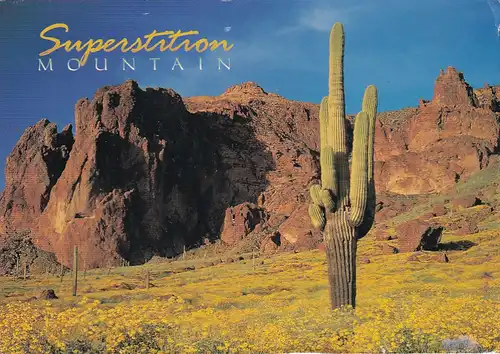 1422 - USA - Arizona , Superstition Mountain , Kaktus - gelaufen 1997