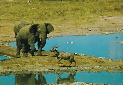 1428 - Südafrika - South Africa , Wild Life , Dierelewe , Elephant , Kudu , Tiere - gelaufen 1978