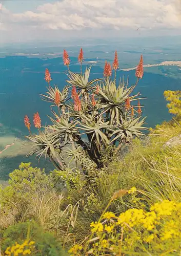 1429 - Südafrika - South Africa , Eastern Transvaal , Aloe , Drakensberg escarpment , Lowveld - gelaufen 1978