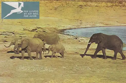 1434 - Rhodesien - Rhodesia , Family of Elephants , Tiere - gelaufen 1976