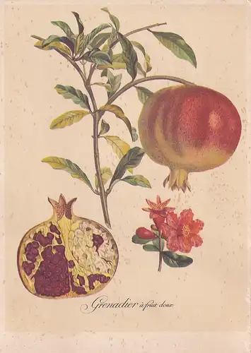 1742 - Motiv - Turpin Granatapfel , Grenadier à fruit douce , Postkartenserie Nr. 83 Blüten , Früchte - gelaufen
