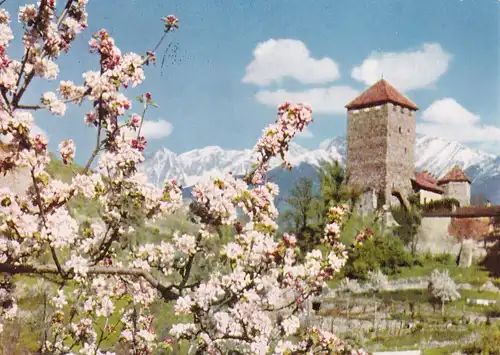 1792 - Italien - Südtirol , Meran , Merano , Schloß Tirol , Kirschbaum - gelaufen 1970