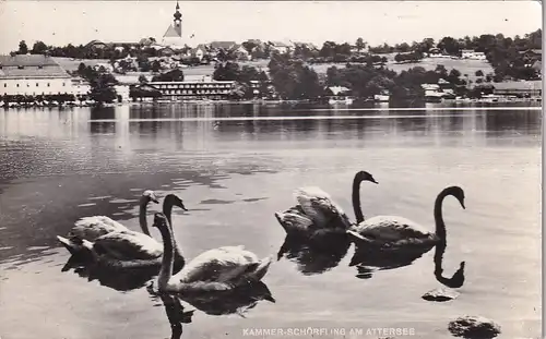 1864 - Österreich - Oberösterreich , Salzkammergut , Kammer Schörfling am Attersee , Schwan , Tiere - gelaufen 1958