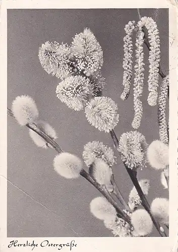 2031 - Deutschland - Herzliche Ostergrüße , Palmkätzchen - gelaufen 1953