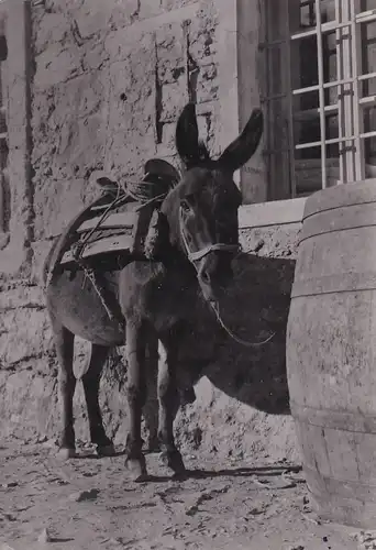 2080 - Jugoslawien - Kroatien , Esel , Tiere - gelaufen 1961