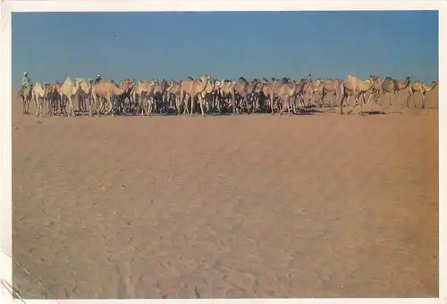 2163 - Ägypten - Egypt , Darb el Arbaen , Arbain , Piste der 40 Tage , Camel Caravans , Kamele , Wüste - gelaufen