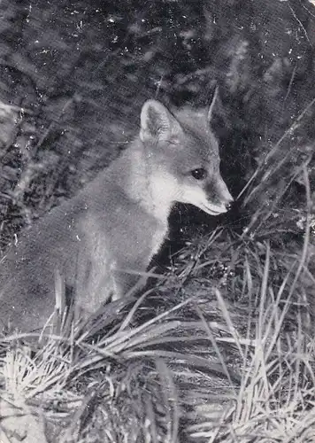 2206 - Österreich - Junger Fuchs - nicht gelaufen
