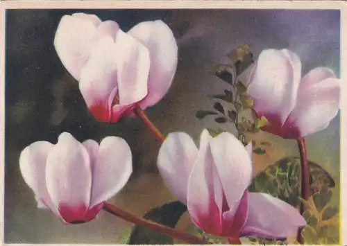 2515 -  - Cyclamen , Cyclame , Alpenveilchen - gelaufen