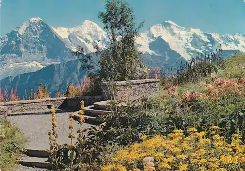 2712 - Schweiz - Bern , Interlaken , Alpengarten , Schynige Platte - gelaufen 1968
