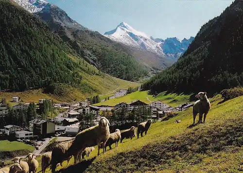 2716 - Schweiz - Graubünden , Samnaun mit Muttler im Unter Engadin , Tiere , Schafe - nicht gelaufen