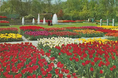 2820 - Holland - Holland in bloementooi , Blumen - gelaufen