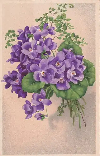 3361 -  - Blumen , Veilchen - nicht gelaufen