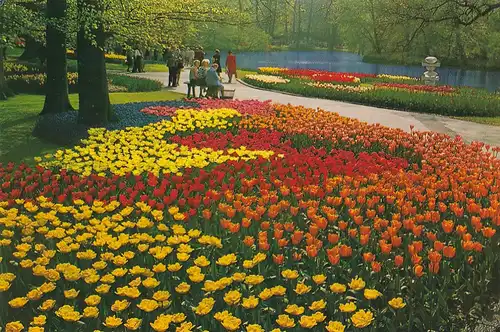 3879 - Holland - Holland in Blumenschmuck , Blumen - nicht gelaufen