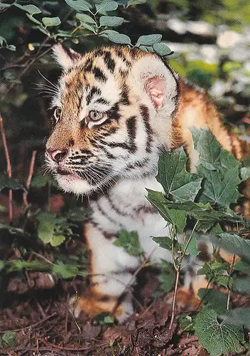 3898 - Deutschland - Leipzig , Zoo , junger Amurtiger - nicht gelaufen