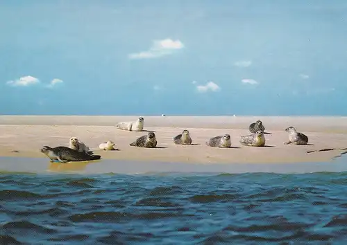 3994 - Deutschland - Sylt , Seehundbänke im Wattenmeer , Seehund - nicht gelaufen