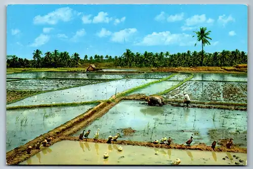 4048 - Penang , Rural Scene - nicht gelaufen