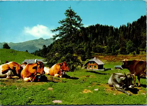 4359 - Weissacher Alm , Tiere , Kühe - gelaufen 1978