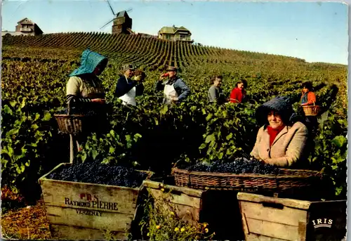 4783 - Frankreich - Les Vendanges , En Champagne , Traubenlese , Traubenernte - gelaufen 1965