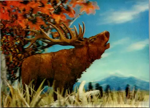 4796 - Motiv - 3D Kippkarte , Hirsch , Brunft - gelaufen 1971