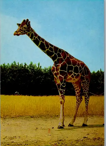 4802 - Motiv - Gänserndorf , Auto Safari Austria , Giraffe - nicht gelaufen
