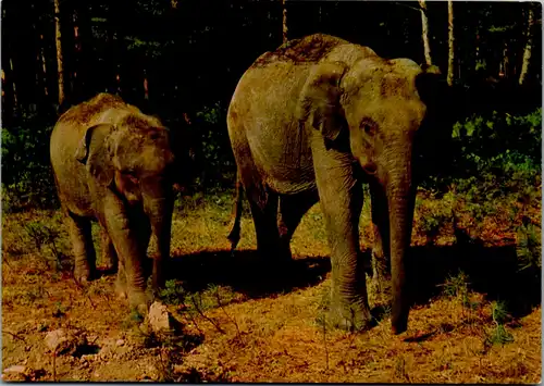4804 - Motiv - Gänserndorf , Auto Safari Austria , Elefanten - nicht gelaufen
