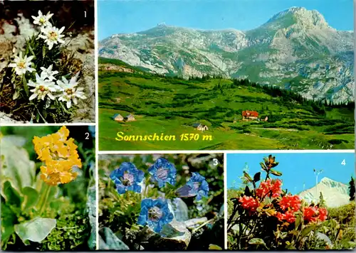 4925  - Steiermark , Sonnschien Alm , Sonnschienhütte , Ebenstein , Edelweiß , Enzian , Almrausch - gelaufen 1988