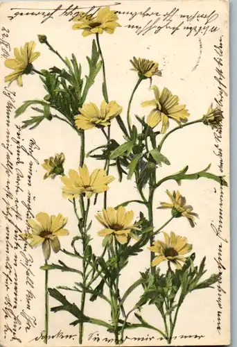5063  - Motiv , Blumen - gelaufen 1904