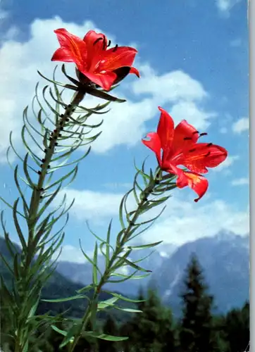 5302  - Blumen - gelaufen 1996