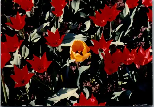 5303  - Blumen - gelaufen 1991