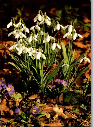 5304  - Blumen , Maiglöckchen - gelaufen 1993