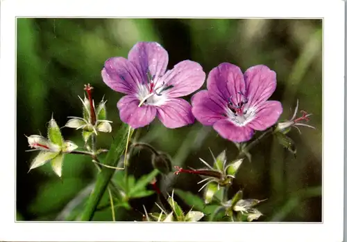 5305  - Blumen - gelaufen 1993