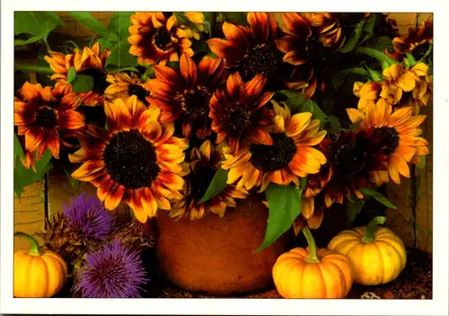 5306  - Blumen , Sonnenblumen - nicht gelaufen