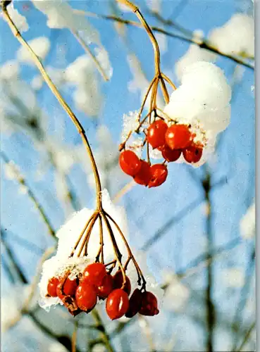 5307  - Motiv , Sträucher Beeren im Winter - gelaufen 1989