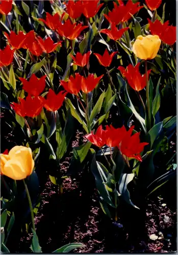 5308  - Blumen - gelaufen 1990