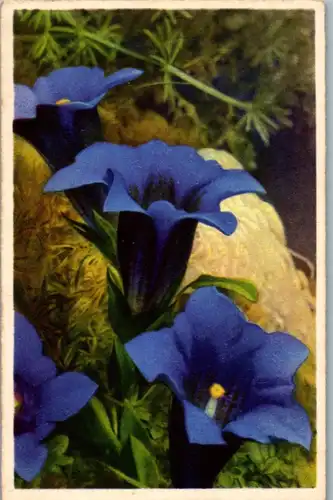 5310  - Blumen - nicht gelaufen