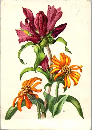 5312  - Blumen , Berg Arnika , Pannonischer Enzian - gelaufen 1958