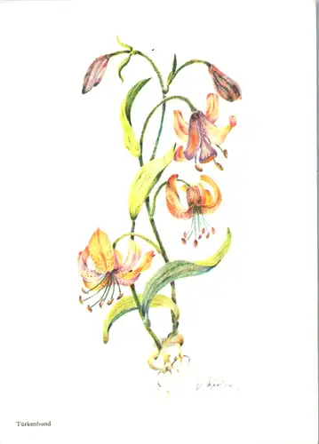 5314  - Blumen , Türkenbund - nicht gelaufen